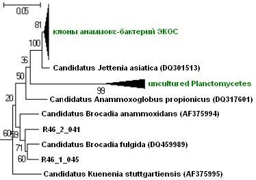 Филогенетическое положение сходства по данным сиквенса 16S рРНК анаммокс-бактерий из проточного реактора